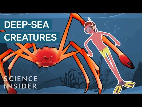 The Most Terrifying Creatures Of The Deep Sea