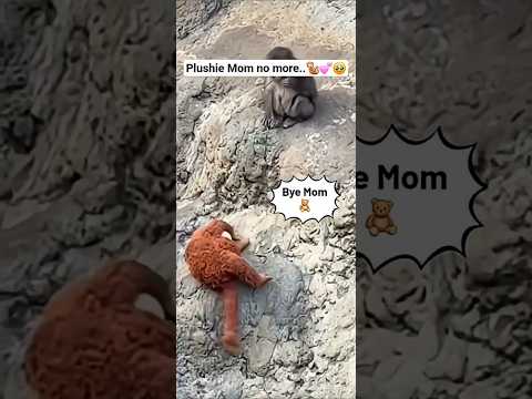 Plushie Mom no more #macaquemonkey #shorts #shortsyoutube #short #shortvideo #shortsfeed
