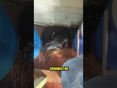 burung ini membangun sarang untuk induk kucing