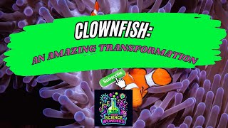 Weird Science Wonders: The Amazing Transforming Clownfish.