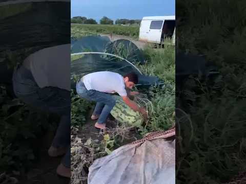 Мега большой арбуз