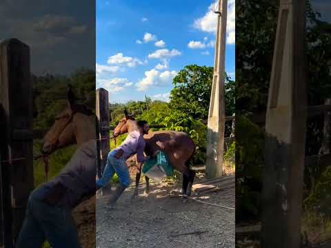 #domadordeferas #cavalos #cavalomarchador #mangalarga #vaquejada #cavalo #horse #fazenda #domador
