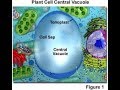 Understanding Tonoplast and Its Role in Plant Cells
