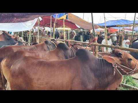গরুর হাটে গরু দামাদামি