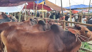 গরুর হাটে গরু দামাদামি