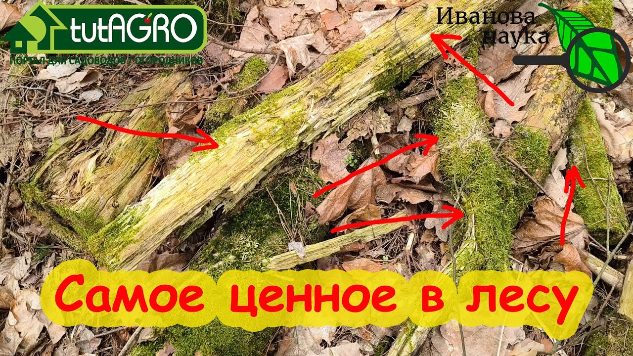 Биопрепараты из леса! Что можно найти полезного в лесу для сада и огорода. Где искать триходерму.
