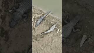 Monster Gators caught on Dji Mavic 3t