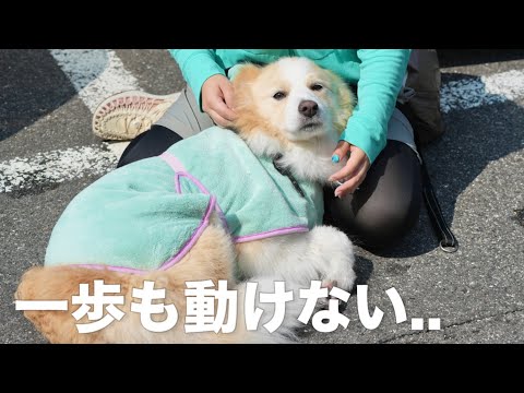 川で泳ぎ疲れて赤ちゃんみたいに甘える犬...【ボーダーコリー•ゴールデンレトリバー】