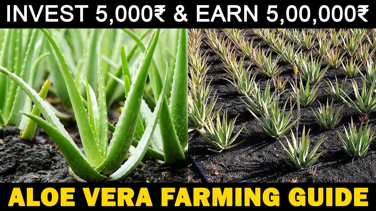 How to Start an Aloe Vera Farming Business 2024