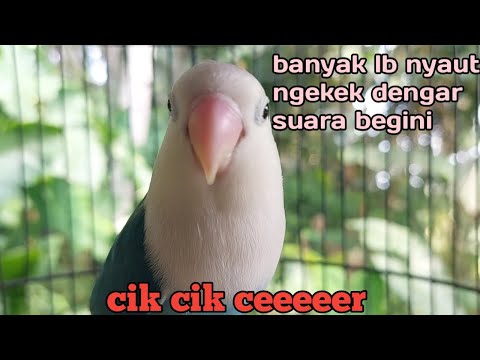 LABET memanggil lawan | ngetik ngekek fighter GACOR