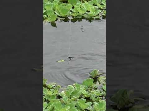 TEKNIK MENGUJI KESABARAN ๐
#fishing #fish