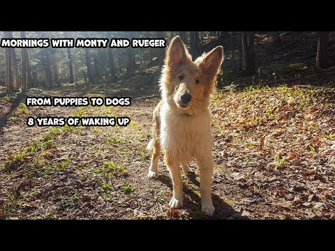 Mornings With Monty And Rueger - From Puppies To Dogs - 8 Years Of Waking Up