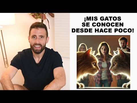 ¿Cómo se comportan los gatos cuando se conocen de hace poco?