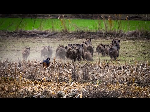 MISIR Tarlasından Fırlayan DOMUZ SÜRÜSÜ - DRON İle Amansız TAKİP !