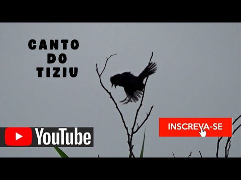 Tiziu selvagem cantando Arrojado na natureza  gravado 02/03/2025 N359