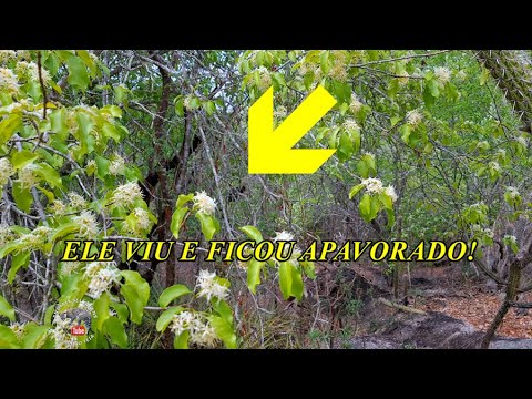 ALGO APAVORANTE ESTAVA ALI E DO NADA UMA VIDA ANIMAL FOI PERDIDA. O AROMA DAS FLORES DO PEREIRO