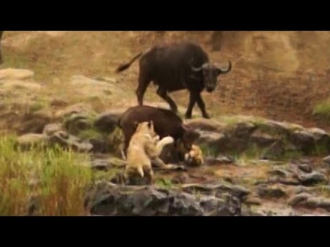 Miracle Escape: Buffalo Calf Survives Two Lion Attacks in Seconds Thanks to Heroic Herd!