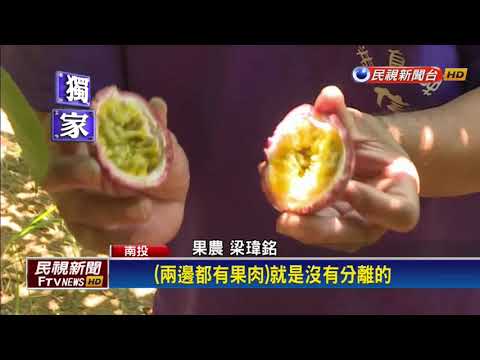 埔里百香果睡吊床 保留甜度不會「腦震盪」－民視新聞 - YouTube