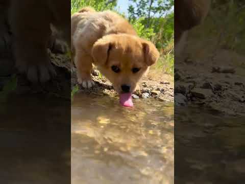 Dog drinks sweet spring water Cute pet debut plan Dog Golden Sun Original