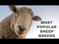 Sheep Breeds and Their Characteristics