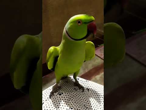 #parrot