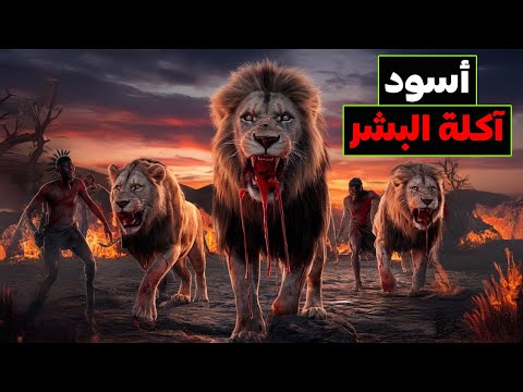 أسود نجومبي آكلة البشر: الفخر الذي أرعب البشرية وقتل أكثر من 1500 شخص!