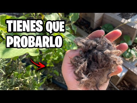 ¡VALE ORO PURO! 🐶 El Pelo de Mascotas es INCREÍBLE Para Tu Huerto o Jardín | La Huerta de Ivan