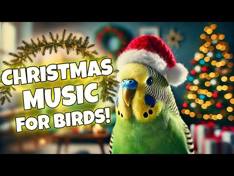 Play This Christmas Music for Your Bird!🎄 | Budgie Parakeet Lovebird & Cockatiel Sounds