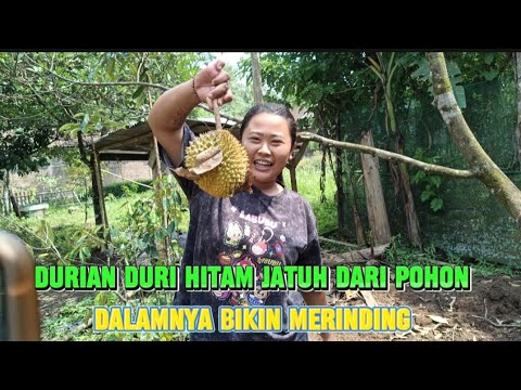 SETELAH 2 MINGGU KARANTINA💯DURIANYA MATENG DAN JATUH