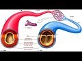 Factors Influencing Blood Pressure in the Cardiovascular System