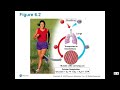 Cellular Respiration Concepts and Processes