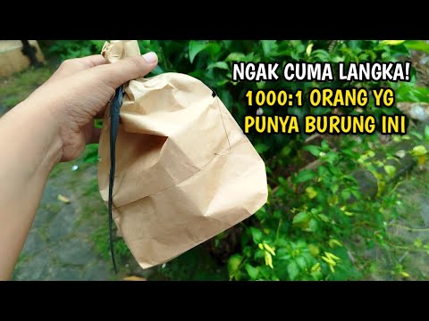 NYARI BURUNG INI KELILING SATU PASAR PUN BELUM TENTU ADA YANG PUNYA‼️super langk4