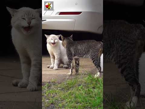 Suara Kucing Marah | Efek Suara Perkelahian Kucing #shorts
