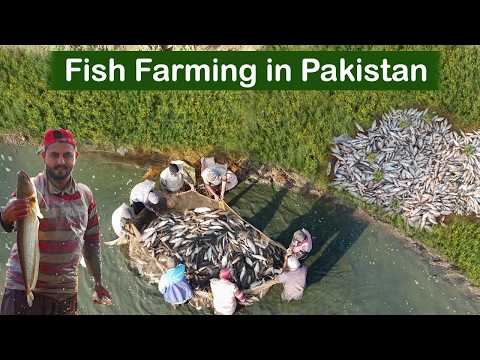 Fish Farm Trip | Village Life Fish Farming |