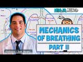 Respiratory System Mechanics and Functions