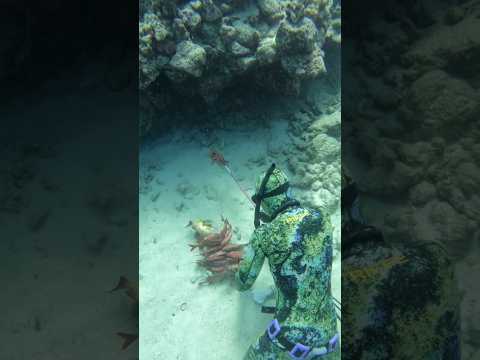 Professional Divers of Hawaii! #fishing #spearfishing