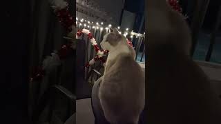 Sinatra needs a loving home!