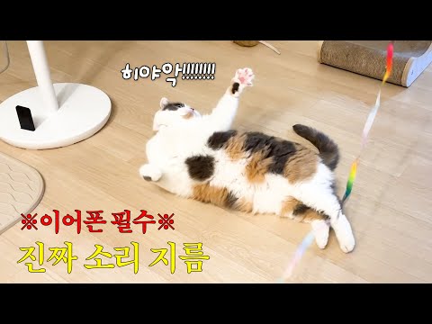 아빠랑 놀다가 약 오르면 소리 지르는 고양이