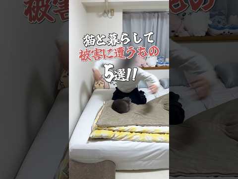 猫と暮らして被害に遭うもの5選！ #cat #猫動画 #猫になりたい #猫好きさんと繋がりたい #猫 #猫動画 #猫あるある #猫との暮らし #shorts #やっぱり猫が好き