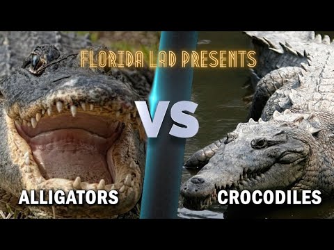 Florida's Apex Predators : Alligator vs. Crocodile 🐊