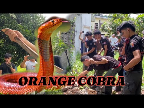 ORANGE COBRA NATAPAKAN NI NANAY MUNTIK NA MAKAGAT #cobraprince #cobrarescue