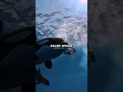 Real Reason Orcas Are Called Killer Whales
