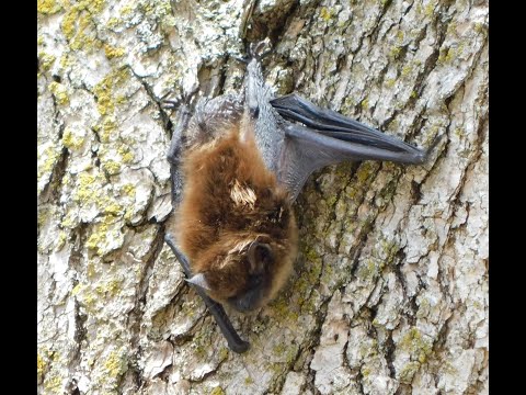 Hanging at Heckrodt: Wetland Wildlife Edition — Bats