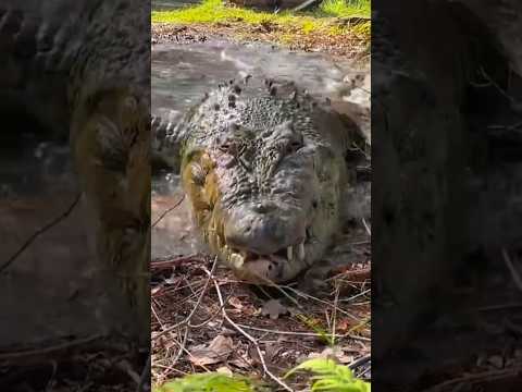 buaya sungai tertangkap namun tidak ada yang berani mendekat #buayasungai #buaya #shortsvideo