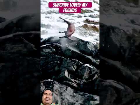 Accidentwild #shorts #nature #himalayanibex #wildlife #baltistanadventure #mountains #animals