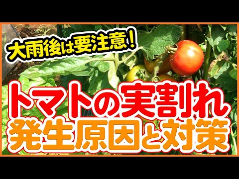 トマトの実割れを解消するコツ！発生原因と対策を徹底解説【農園ライフ】