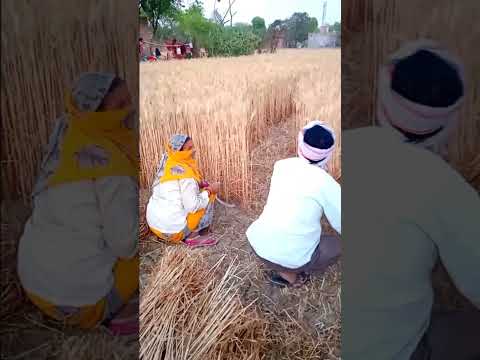 vidhya bhauji #shorts #shortsvideo #youtubshorts
