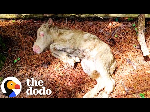 Baby Horse Moves Into Her Human Mom’s House And Causes Chaos | The Dodo