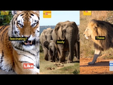 Mind Blowing Fact about Animals Lion -Tiger-Cheetah and more