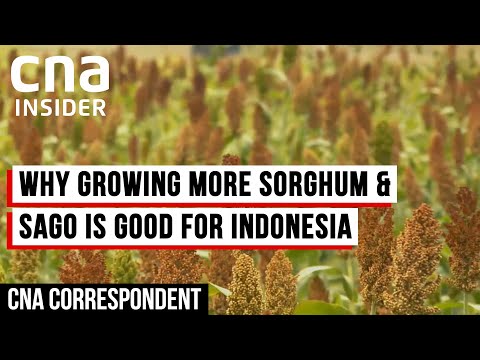 YouTube video thumbnail: How Indonesia Is Diversifying Its Crop Production For Food Security